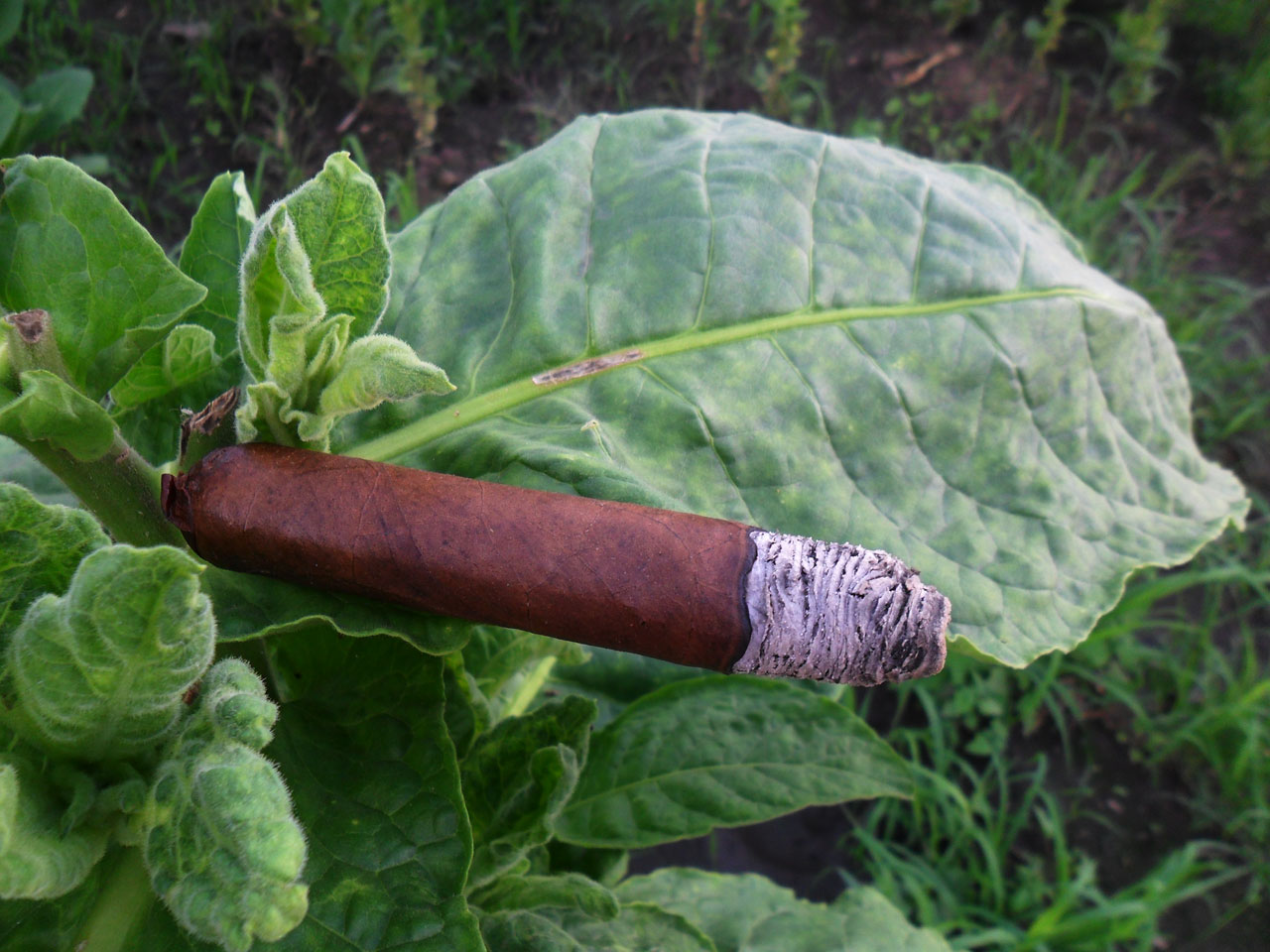Tobacco Fields - Felix Assouline Cigars